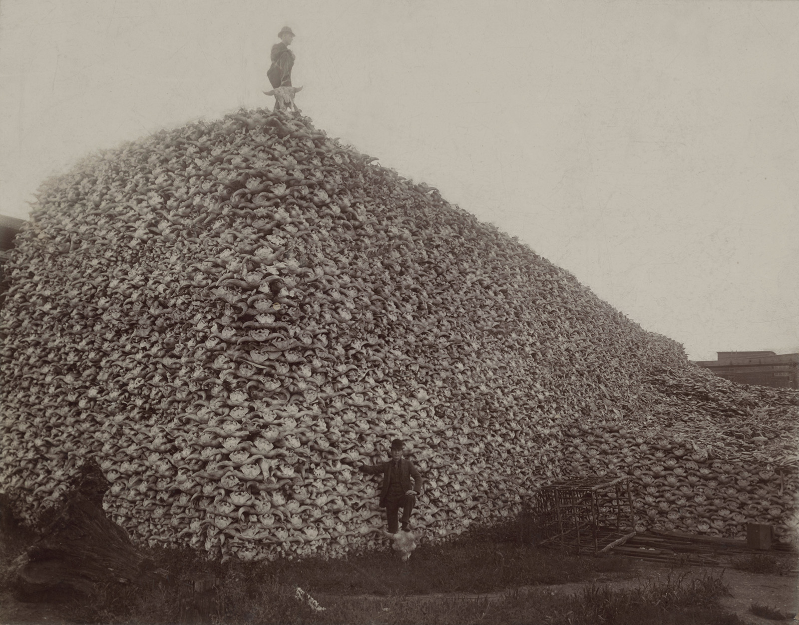 Fotografía de una pila de cráneos de bisonte para su uso como fertilizante, década de 1870